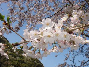 4月11日桜