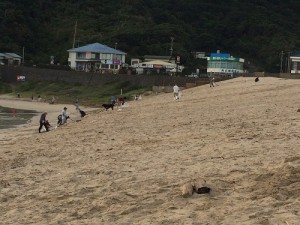 原田区浜掃除～伊豆白浜海岸